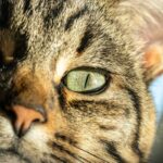 cat hearing training plan
