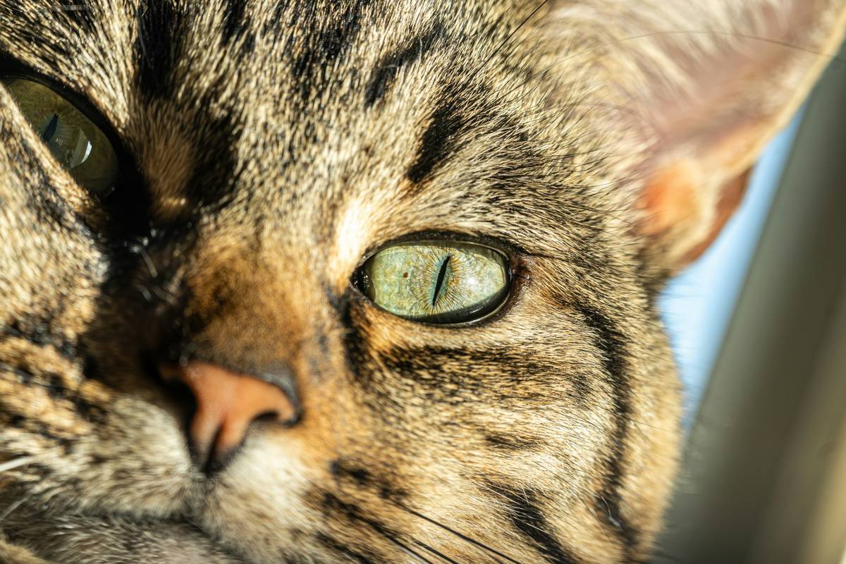 cat hearing training plan
