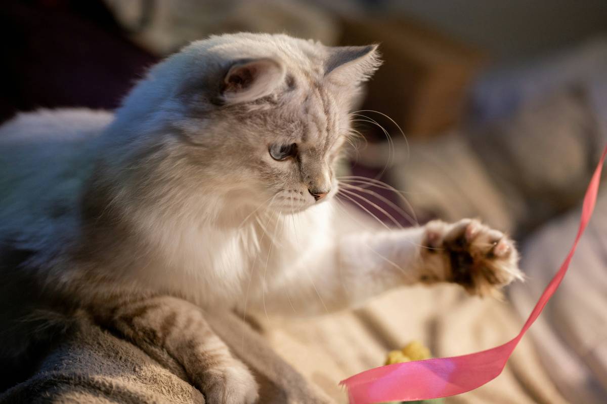 veterinarian demonstrating cat hearing training plan techniques with senior cat