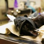 Does Pet Insurance Cover Hearing Tests? What Every Owner Must Know About Pet Insurance Hearing Tests