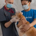 Dog Hearing Test Insurance: 7 Proven Ways to Avoid Costly Mistakes