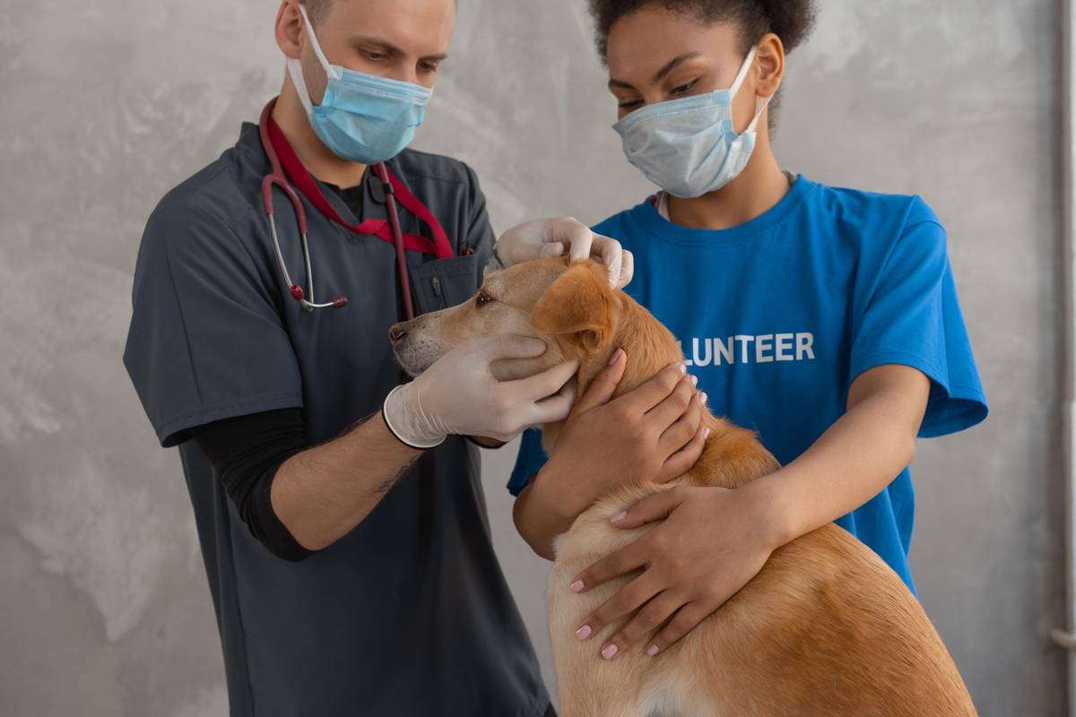 Dog Hearing Test Insurance: 7 Proven Ways to Avoid Costly Mistakes