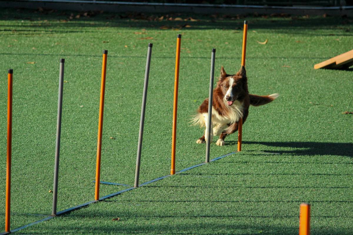 Pet hearing training reimbursement: dog learning hand signals with trainer