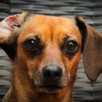 hearing aid how to train a pet with hearing loss