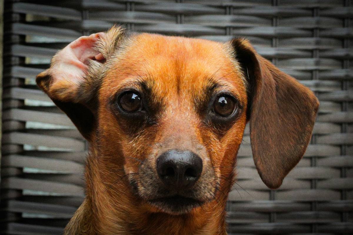hearing aid how to train a pet with hearing loss