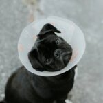 Hearing Aid What Is Not Covered: The Hidden Gaps in Pet Insurance Most Owners Ignore