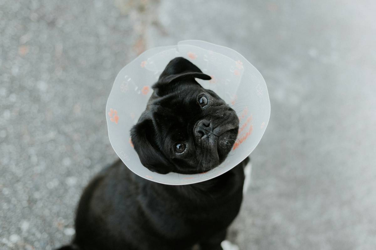Hearing Aid What Is Not Covered: The Hidden Gaps in Pet Insurance Most Owners Ignore