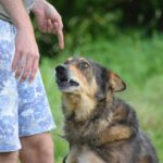 Hearing Training Pet Insurance: 7 Proven Tips to Avoid Costly Mistakes