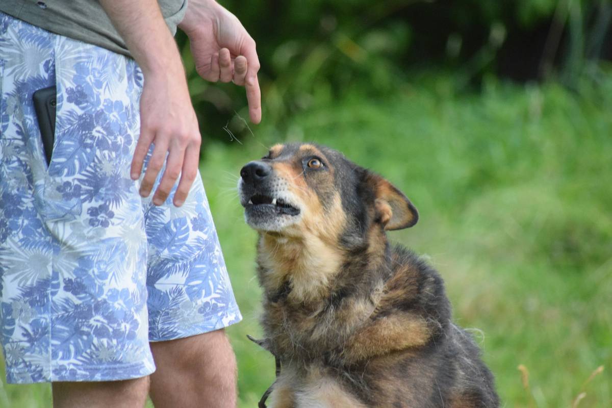 Hearing Training Pet Insurance: 7 Proven Tips to Avoid Costly Mistakes