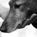 Hearing Training Pet Insurance Plan: 7 Proven Ways to Avoid Costly Mistakes