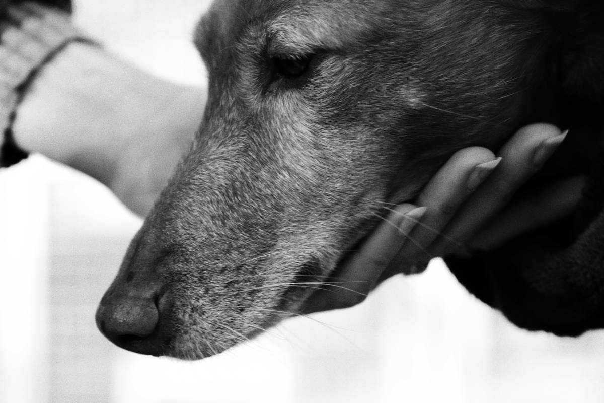 Hearing Training Pet Insurance Plan: 7 Proven Ways to Avoid Costly Mistakes