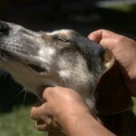 How Much for Dog Hearing Test: 7 Proven Ways to Avoid Costly Mistakes