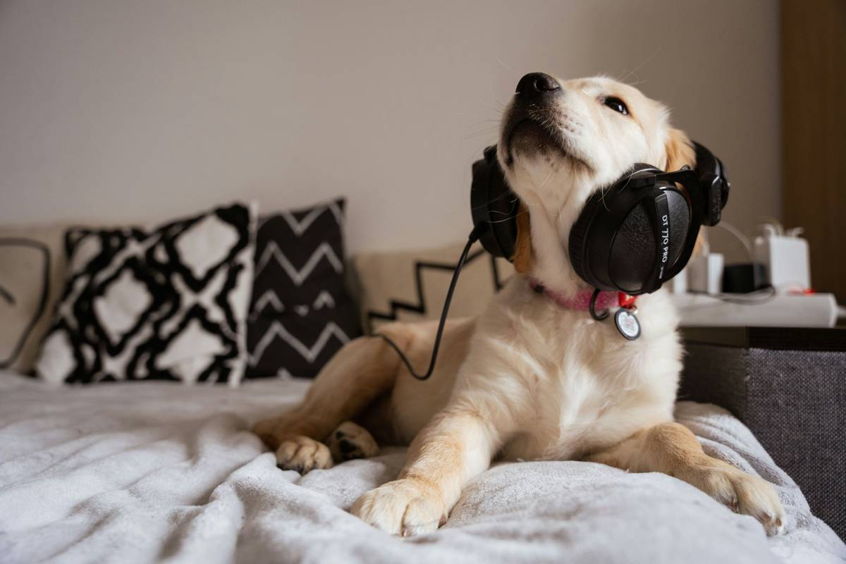 Pet Hearing Training Reimbursement: 7 Proven Tips to Avoid Costly Mistakes