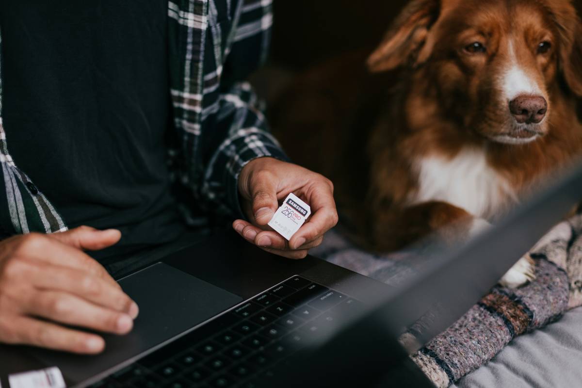 Veterinarian performing pet insurance hearing tests on a senior dog using BAER equipment