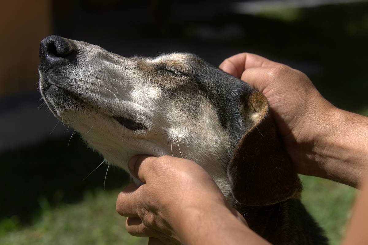 Comparison chart showing hearing aid that cover pre existing options for dogs and cats
