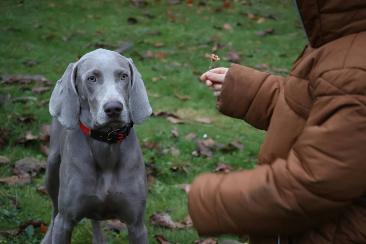 Trainer using hand signals with deaf dog during hearing training pet insurance covered session