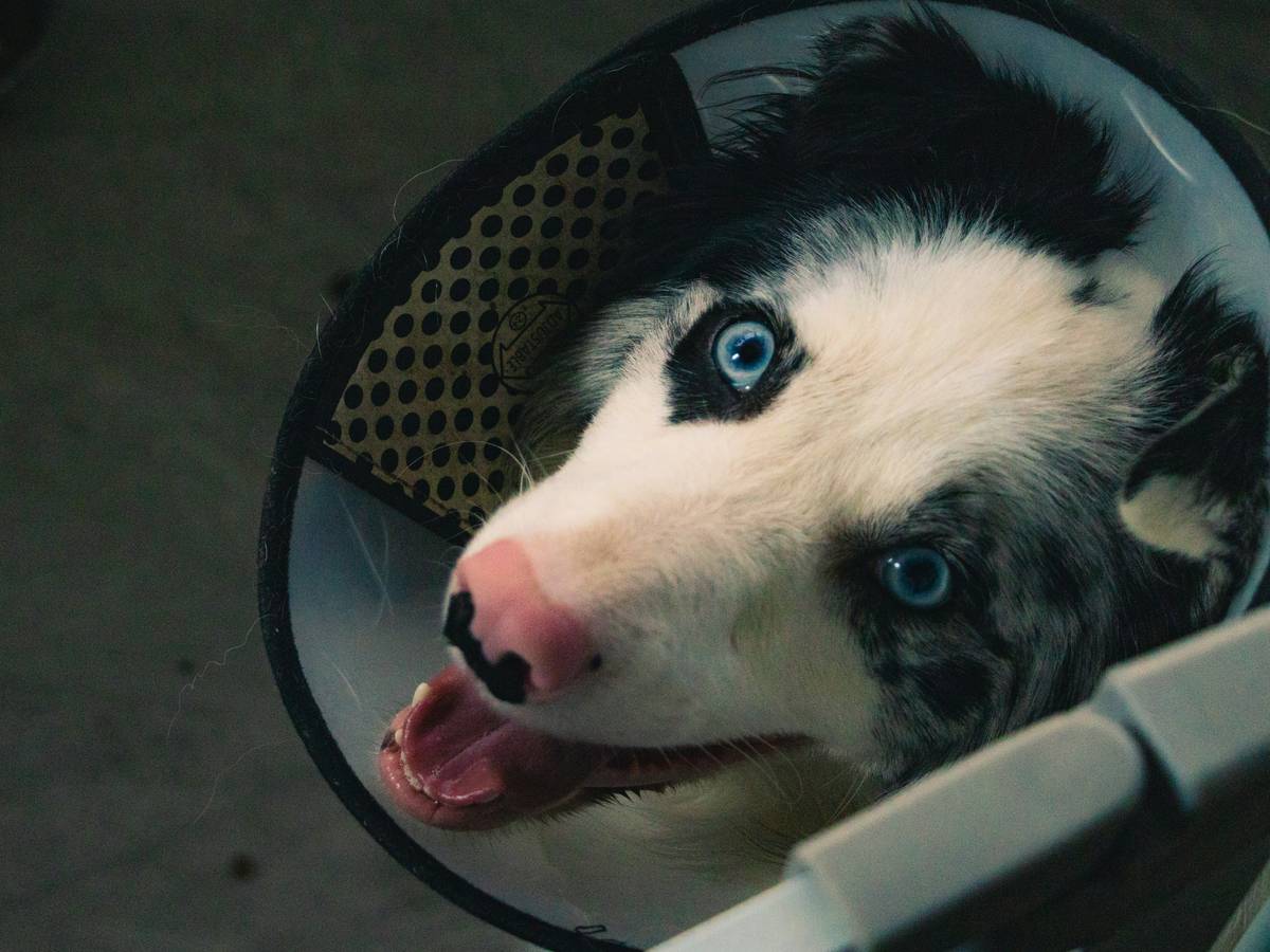 Veterinarian performing how much for dog hearing test on a calm dog using BAER equipment