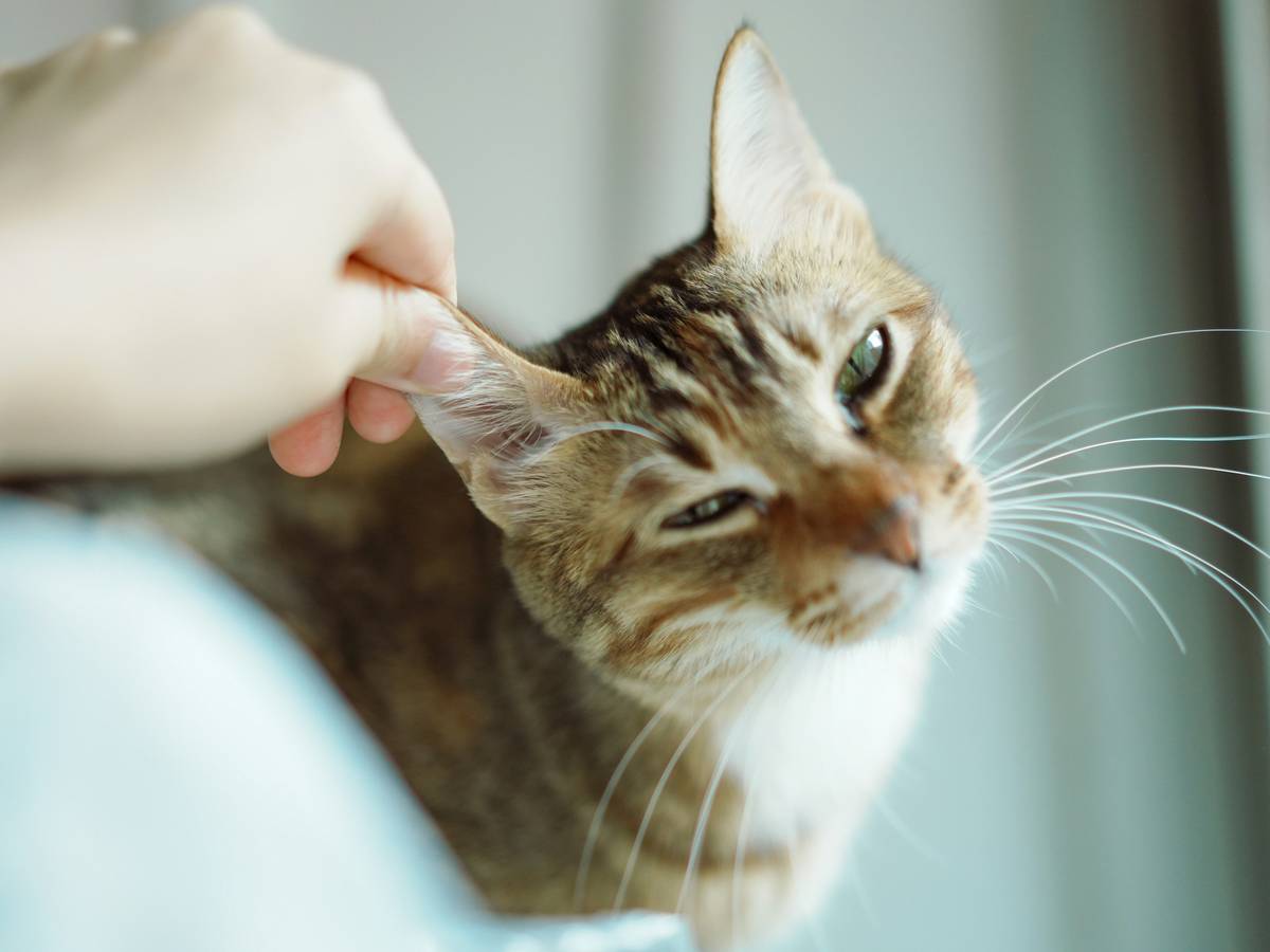 cat hearing training plan progress chart showing weekly response improvements