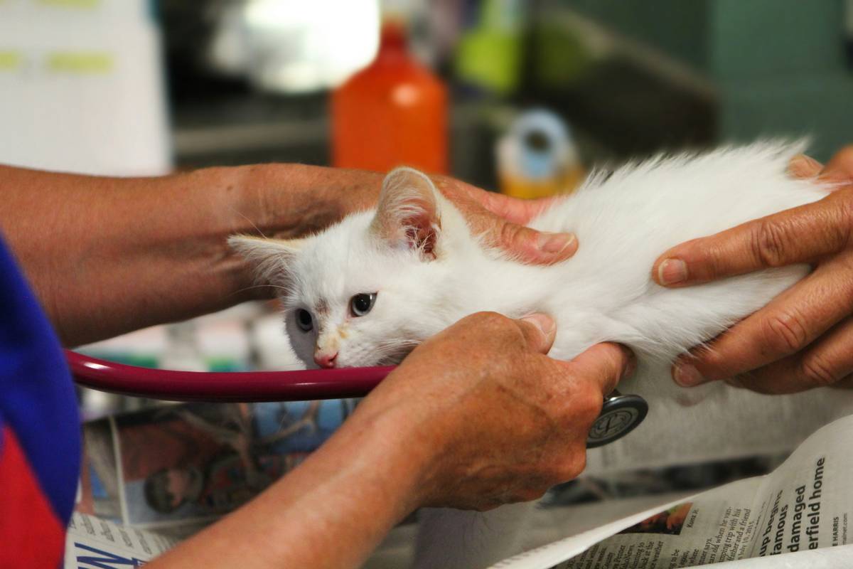 Veterinarian examining dog's ears and eyes with otoscope and ophthalmoscope, illustrating hearing and vision insurance coverage