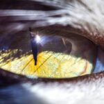 Hearing and Vision Insurance: 7 Proven Ways to Avoid Costly Pet Care Mistakes