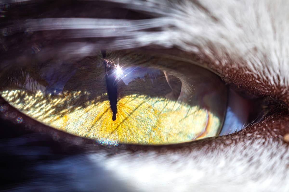 Hearing and Vision Insurance: 7 Proven Ways to Avoid Costly Pet Care Mistakes